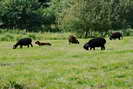 Monts d'Arre - Kerouat - Prairie  patre