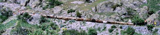 Haute Clarée - Transhumance au milieu du mois de juin