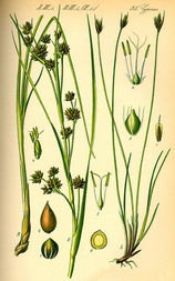 Planche de Choin ferrugineux - Schoenus ferrugineus (1884)