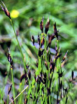 Choin ferrugineux - Schoenus ferrugineus - Cypéracées