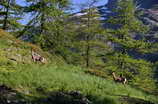 Haute Clarée - Rif Tord (1904 m) - Hôtes des bois