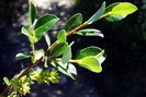 Saule arbrisseau - Salix foetida - Salicacées