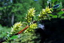 Saule arbrisseau - Salix foetida - Salicacées