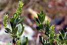 Saule arbrisseau - Salix foetida - Salicacées