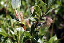 Saule arbrisseau - Salix foetida - Salicacées