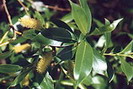 Saule à 5 étamines ou Saule laurier - Salix pentandra - Salicacées