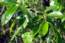 Saule à 5 étamines ou Saule laurier - Salix pentandra - Salicacées