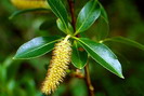 Saule à 5 étamines ou Saule laurier - Salix pentandra - Salicacées