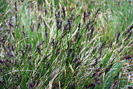 Laîche de Davall - Carex davalliana - Cypéracées