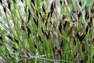 Choin ferrugineux - Schoenus ferrugineus - Cypéracées