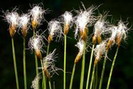 Linaigrette des Alpes - Trichophorum alpinum - Cypéracées