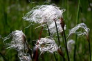 Linaigrette des Alpes - Trichophorum alpinum - Cypéracées