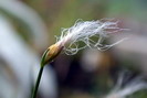 Linaigrette des Alpes - Trichophorum alpinum - Cypéracées