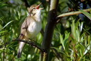 Rousserole verderolle - Acrocephalus palustris - Passeriformes