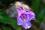 Haberlea rhodopensis - Gesneriaces - Plante endmique du Balkan et des Rhodopes