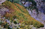 Champolon - Bois du Chatelard - Couleurs d'automne