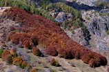 Champolon - Bois du Chatelard - Couleurs d'automne