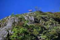 Lacs de Crupillouse - Chamois