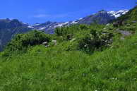 Champolon - Vallon de Mollion - Vieux Chaillol (3163 m)