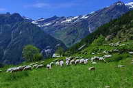 Champolon - Vallon de Mollion - Mollion (1666 m) - Vallon et Pic du Tourond (2743 m)
