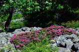 L'Alpe du Pin - Touffe de rhododendrons