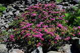 L'Alpe du Pin - Touffe de rhododendrons