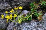 Lac des Rouies - Saxifrage faux-aizoon