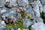 Lac des Rouies - Saxifrage toil