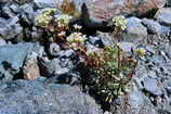 Lac des Rouies - Saxifrage aizoon