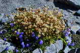 Lac des Rouies - Saxifrage mousse