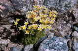 Lac des Rouies - Saxifrage mousse