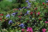 Vallon de la Mariande - Clmatite dans un buisson de rhododendron