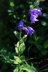 Travers des Lacs - Campanule  feuilles de pcher