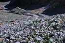 Massif des crins - Vallon des tages