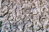 Haute Provence - Rserve Gologique Naturelle - Dalle aux ammonites
