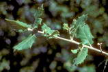 Haute Provence - Haute Bléone - La Lauzière - Chêne faux-houx, aussi appelé Chêne vert (Quercus ilex)