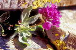 Haute Provence - Massif des Trois-vchs - Tte de l'Estrop - Primevre margine - Primula marginata