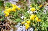 Haute Provence - Haute Blone - Les Eaux Chaudes (1300 m) - Bugrane - Ononis striata