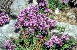 Haute Provence - Haute Blone - Les Eaux Chaudes (1300 m) - Thym serpollet