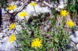 Haute Provence - Haute Blone - Les Eaux Chaudes (1300 m) - Buphtalme  grandes fleurs - Buphtalmum grandiflorum