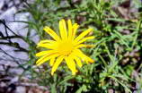 Haute Provence - Haute Blone - Les Eaux Chaudes (1300 m) - Buphtalme  grandes fleurs - Buphtalmum grandiflorum