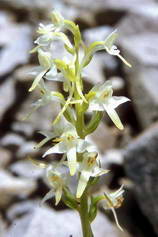 Haute Provence - Haute Blone - Les Eaux Grosses (1400 m) - Orchis blanc - Orchis bifolia