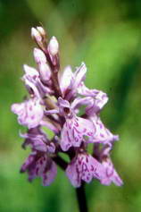 Haute Provence - Haute Blone - Les Eaux Grosses (1400 m) - Orchis