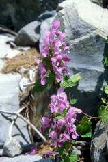 Haute Provence - Haute Blone - Les Eaux Chaudes (1300 m) - Lamier  grandes feuilles - Lamium grandifolium