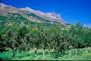 La Vallouise - Paysage agricole