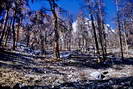 Parapin - Zone brûlée dans le bois