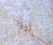 Le Grand Parcher - Chapelle Saint André - Graffitis - Caricature de François de Toscane