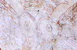 Le Grand Parcher - Chapelle Saint-André - Tête de la chouette (détail) - Les deux têtes réduites de l'aigle impérial formant des orbites
