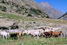 Vallon de la Selle - Alpage de la Selle