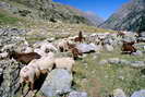 Vallon de la Selle - Alpage de la Selle